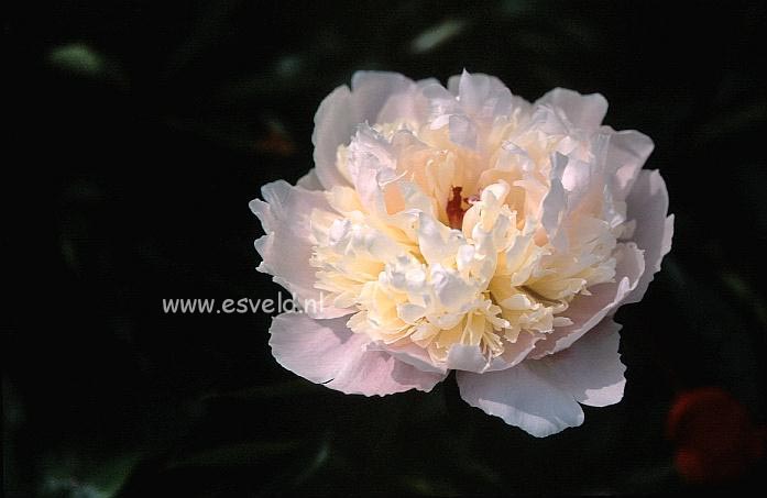 Paeonia 'Walter Faxon'