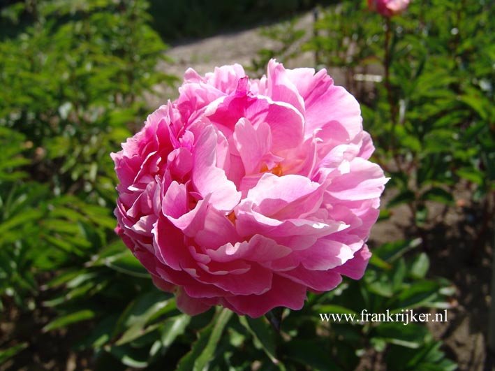 Paeonia 'Wiesbaden'