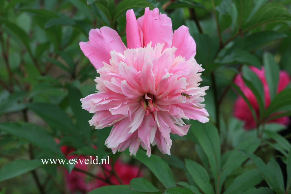 Paeonia 'William F. Turner'