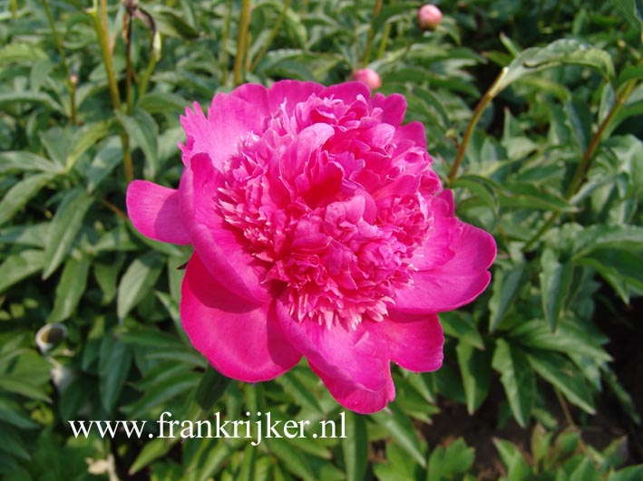 Paeonia 'Wojcik'