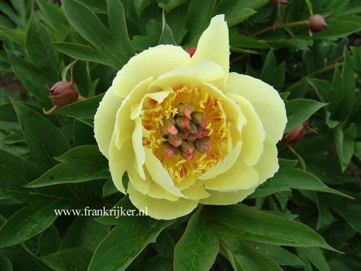 Paeonia 'Yellow Heaven' (Itoh)