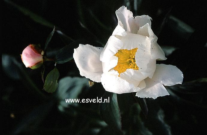 Paeonia 'Yokohama' Paeonia 'Yokohama'