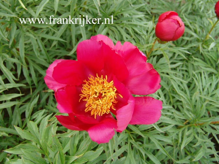 Paeonia anomala