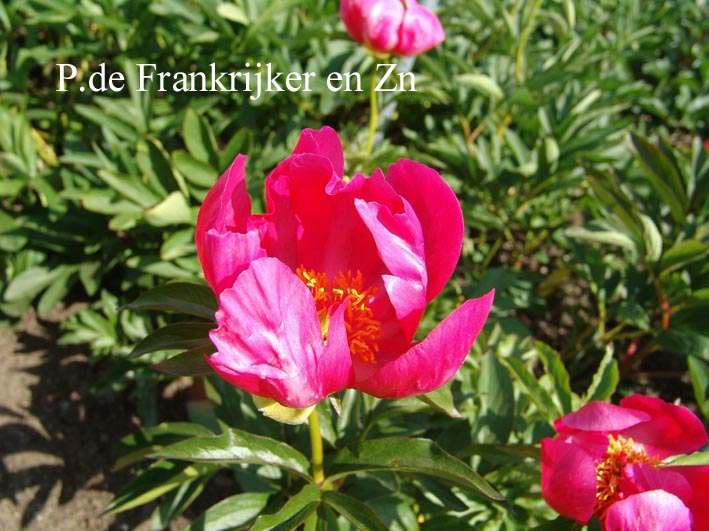 Paeonia officinalis 'China Rose'