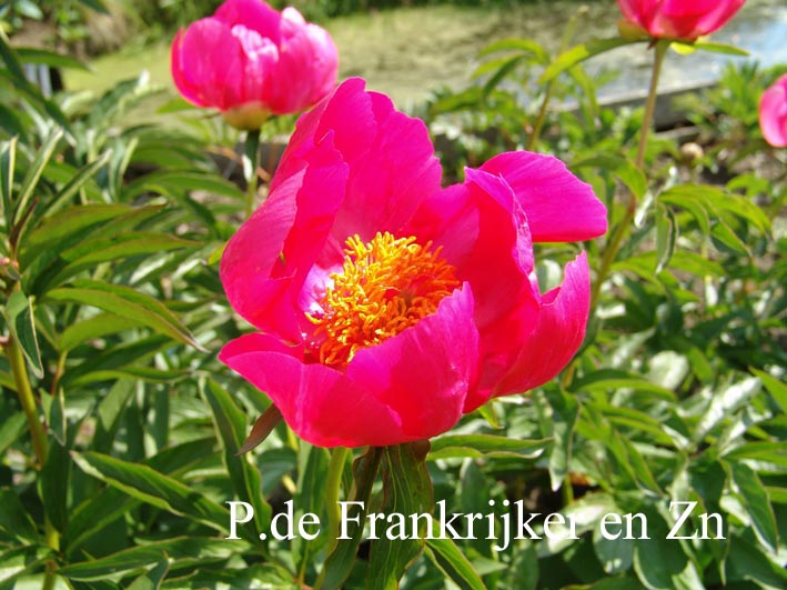Paeonia officinalis 'Crimson Globe' Paeonia officinalis 'Crimson Globe'