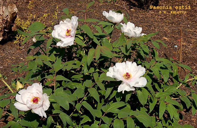 Paeonia ostii