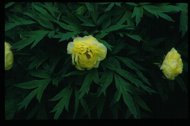 Paeonia suffruticosa 'Kinshi' Paeonia suffruticosa 'Kinshi'