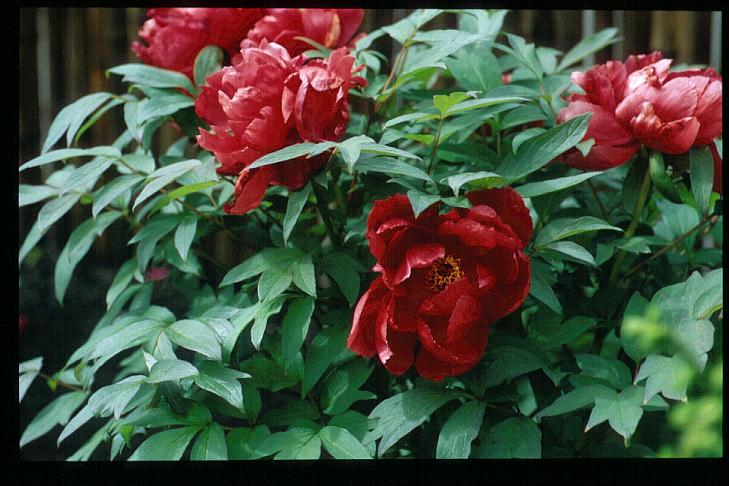 Paeonia suffruticosa 'Seidai'