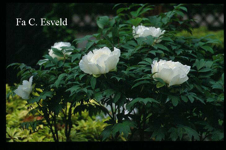 Paeonia suffruticosa (wit)