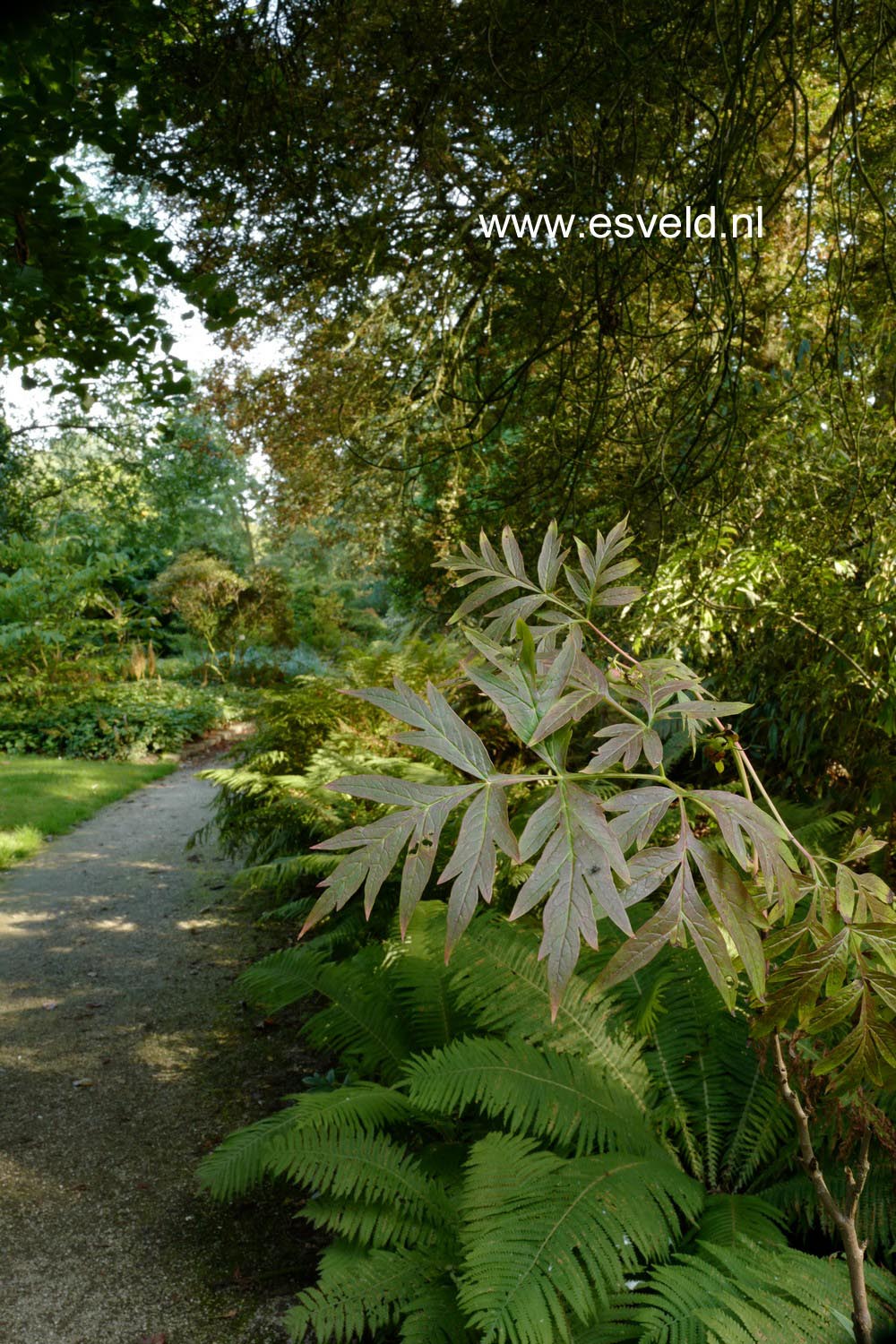 Paeonia suffruticosa