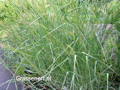 Panicum virgatum 'Blue Tower' (81687)