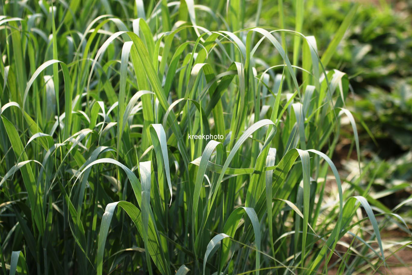 Panicum virgatum 'Dallas Blues'