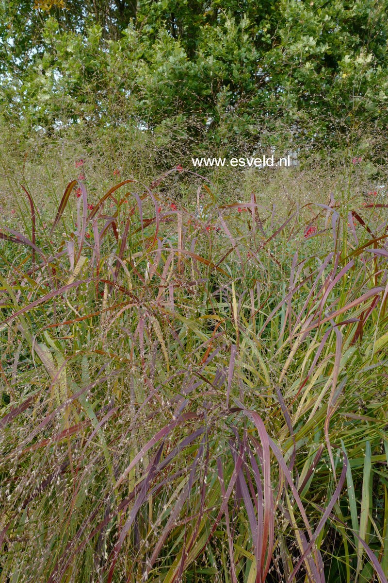 Panicum virgatum 'Rehbraun'