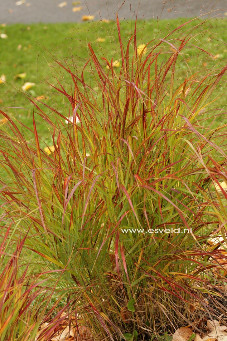 Panicum virgatum 'Rotstrahlbusch'