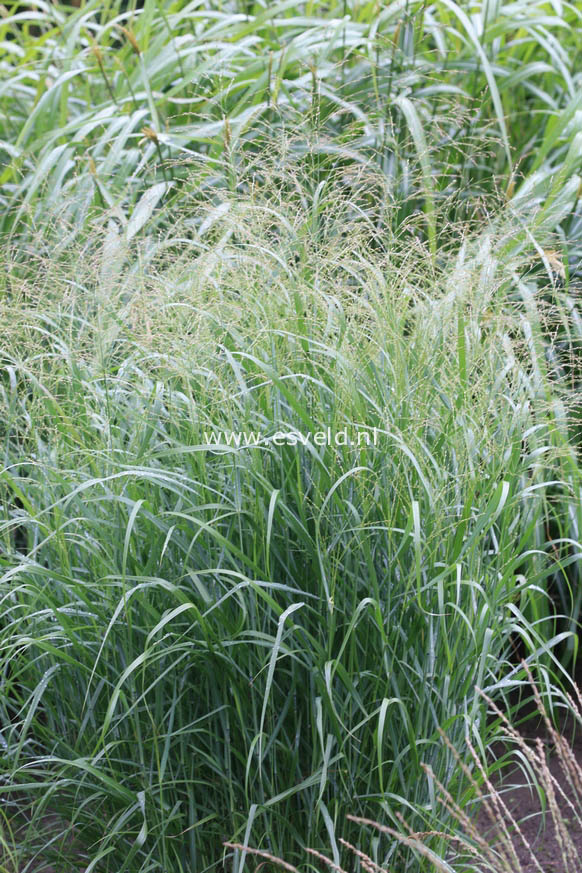 Panicum virgatum 'Strictum'