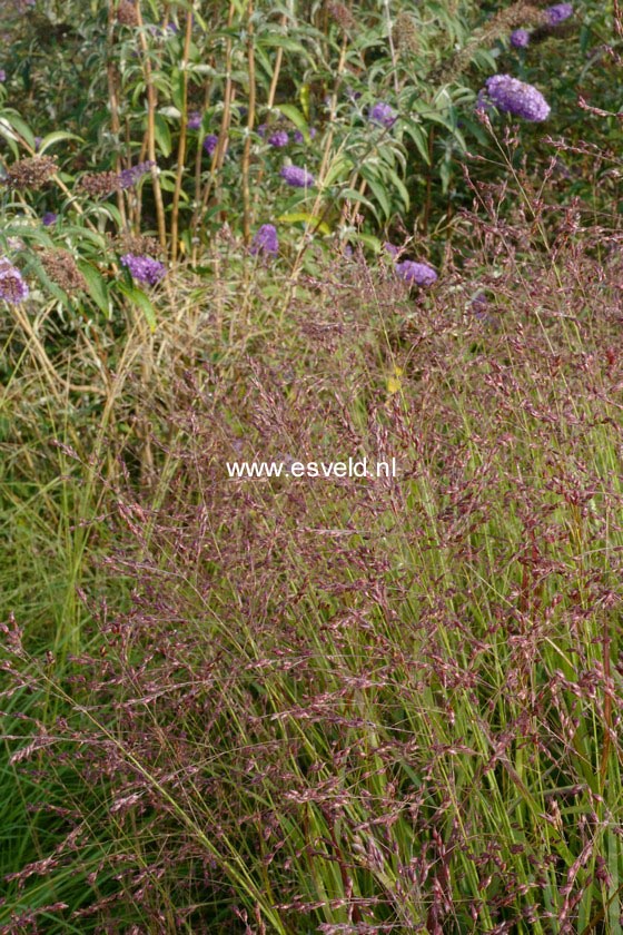 Panicum virgatum