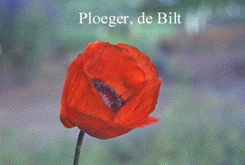 Papaver orientale 'Brilliant'