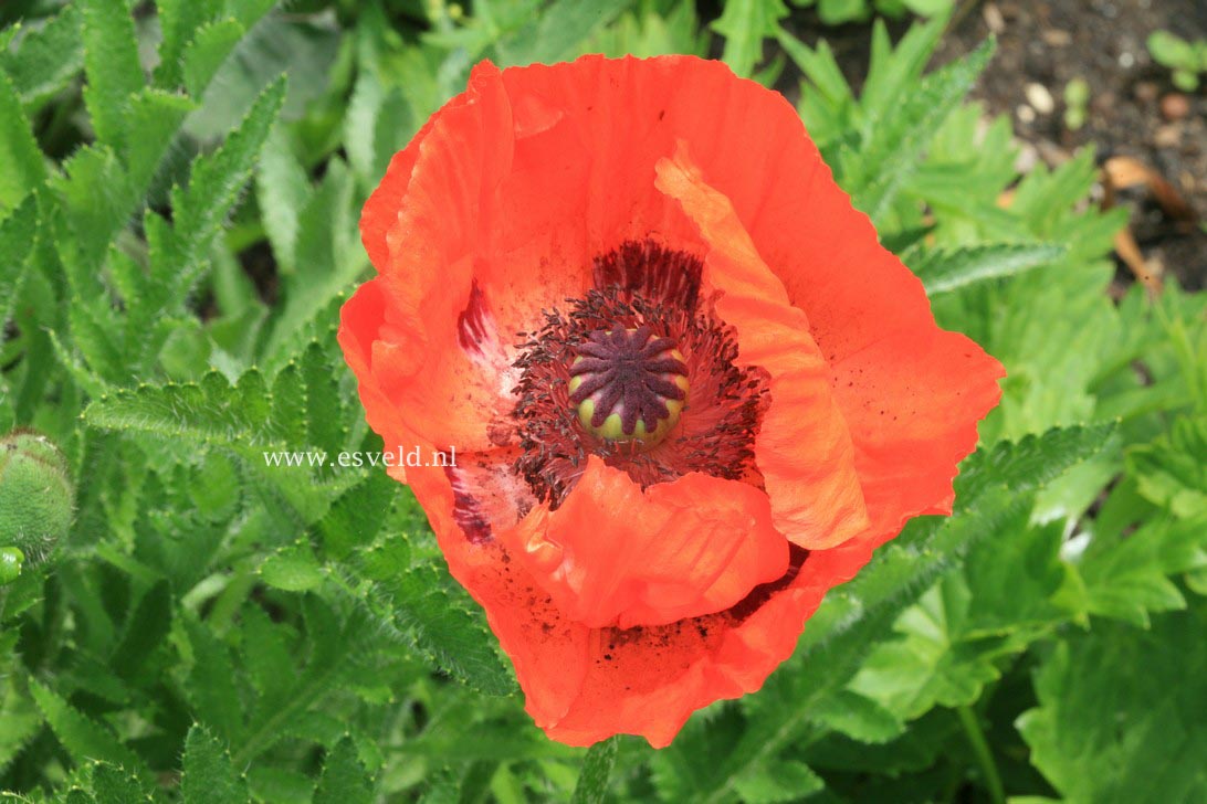 Papaver orientale 'Marcus Perry'