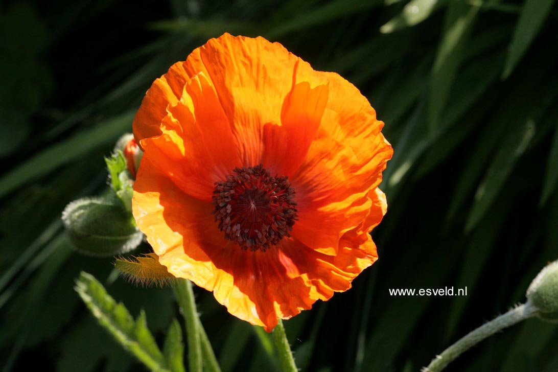 Papaver orientale 'Watermelon'