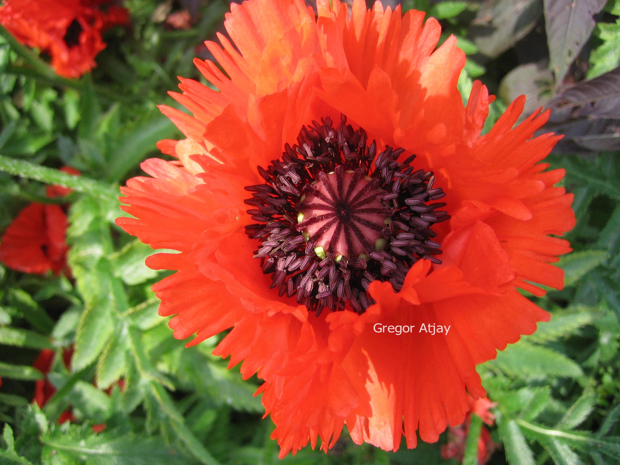 Papaver orientale