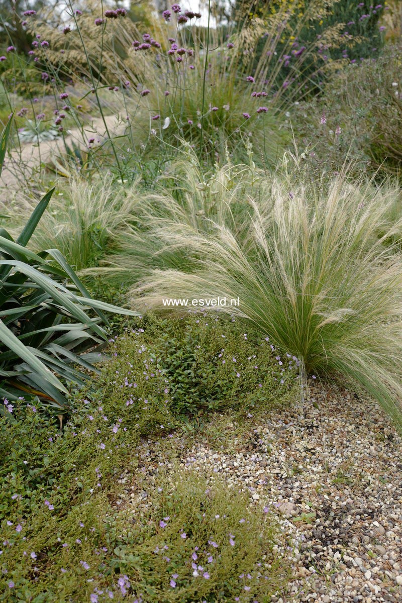 Parahebe catarractae