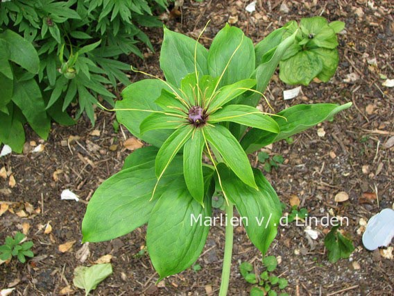 Paris polyphylla