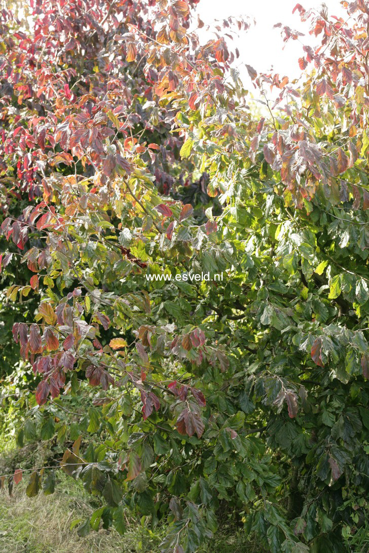 Parrotia persica 'Biltmore'