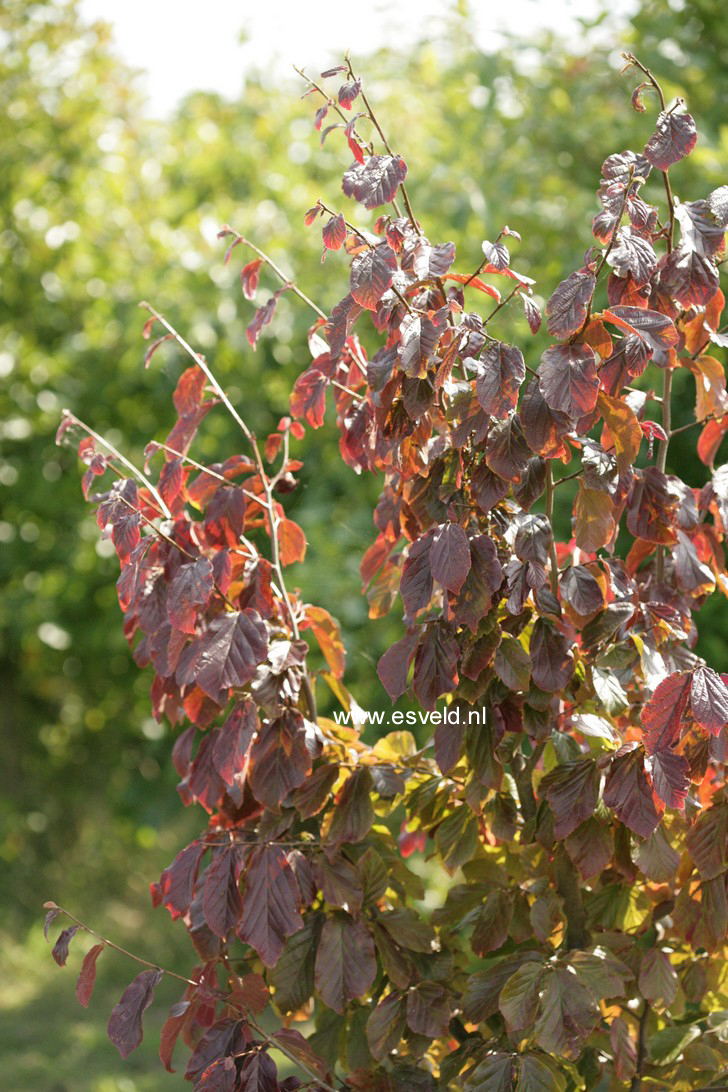 Parrotia persica 'Jodrell Bank'