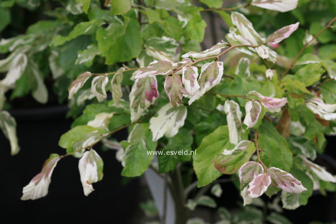 Parrotia persica 'Lamplighter'