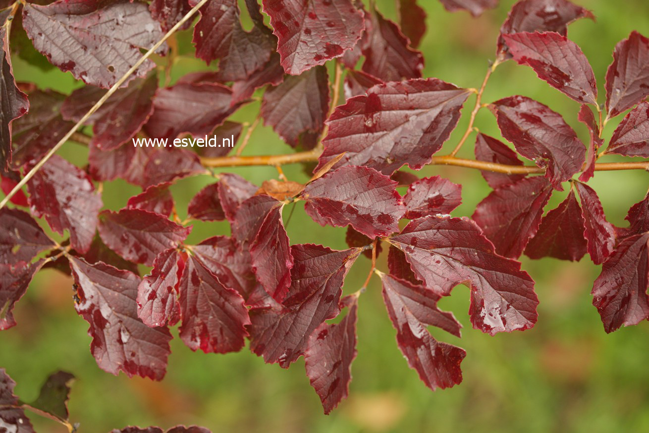 Parrotia subaequalis