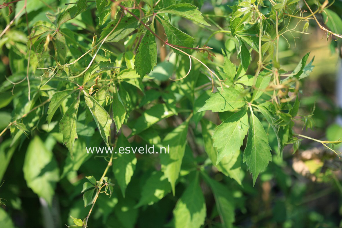 Parthenocissus heptaphylla (29769)