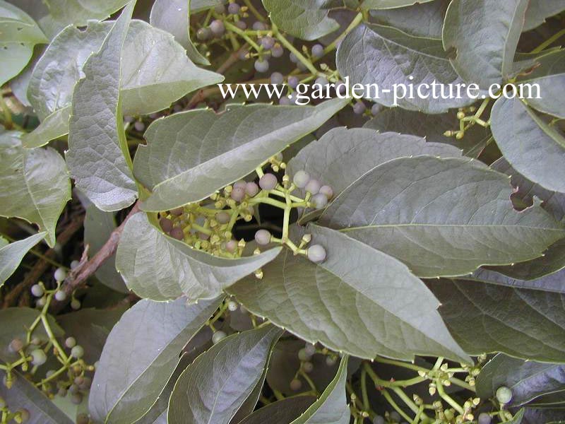 Parthenocissus himalayana 'Rubrifolia'