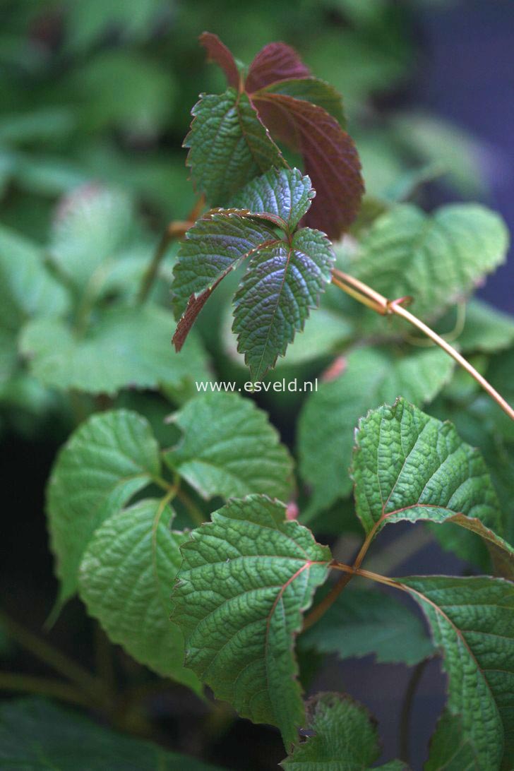 Parthenocissus himalayana