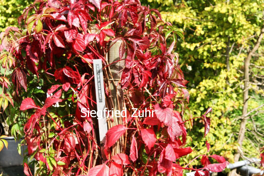 Parthenocissus quinquefolia 'Guy's Garnet' (83961)