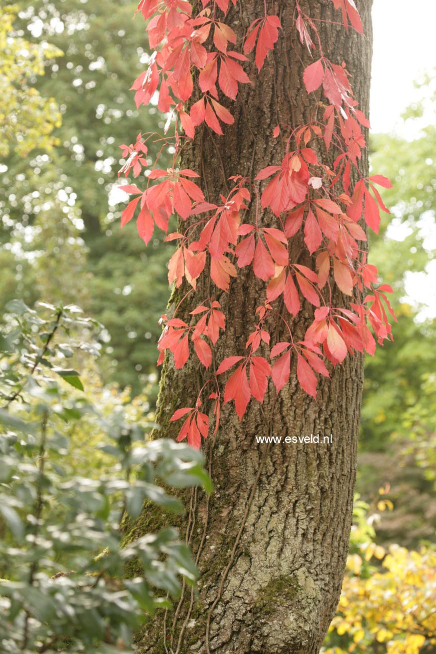 Parthenocissus quinquefolia var. engelmannii