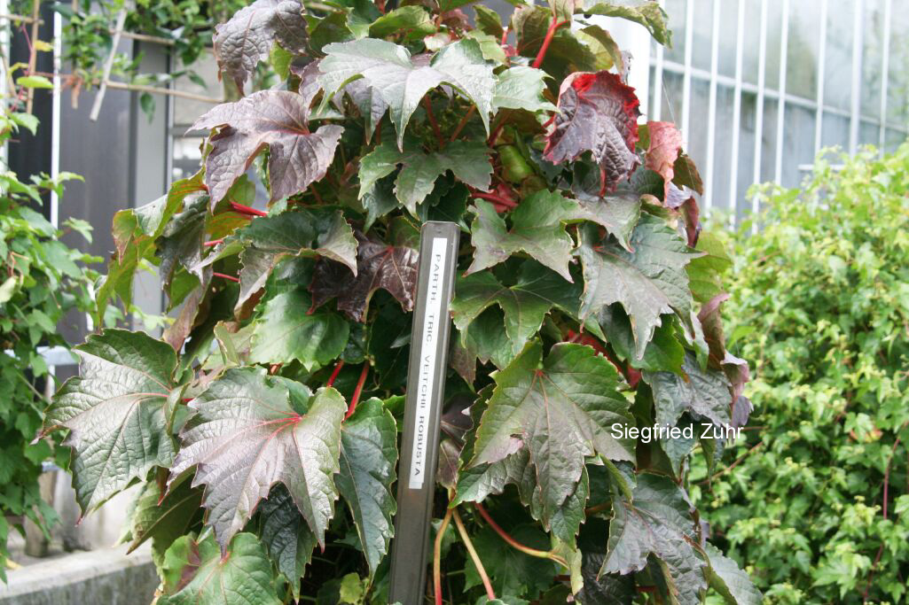 Parthenocissus tricuspidata 'Veitchii Robusta'