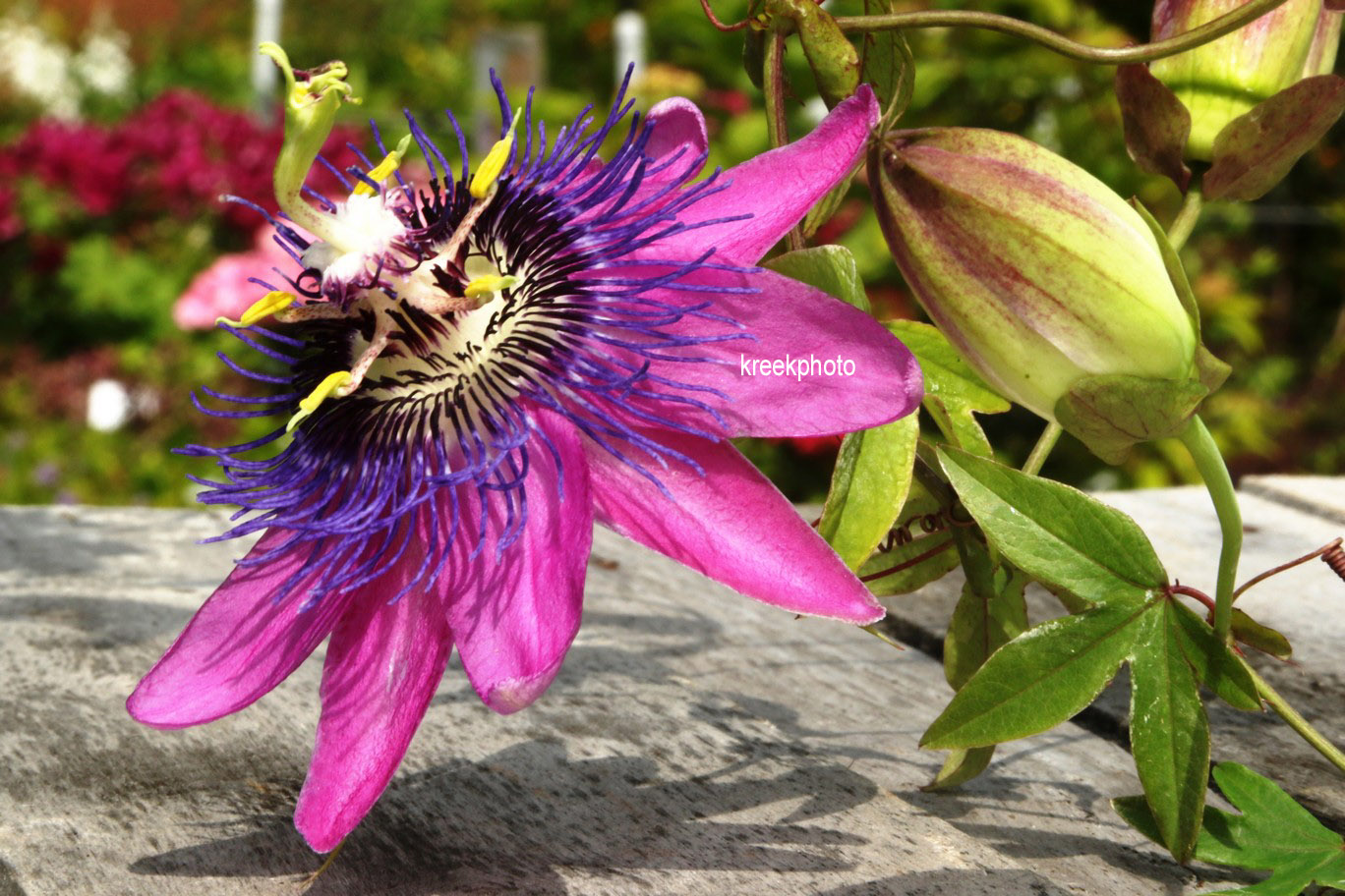 Passiflora 'Amethyst'