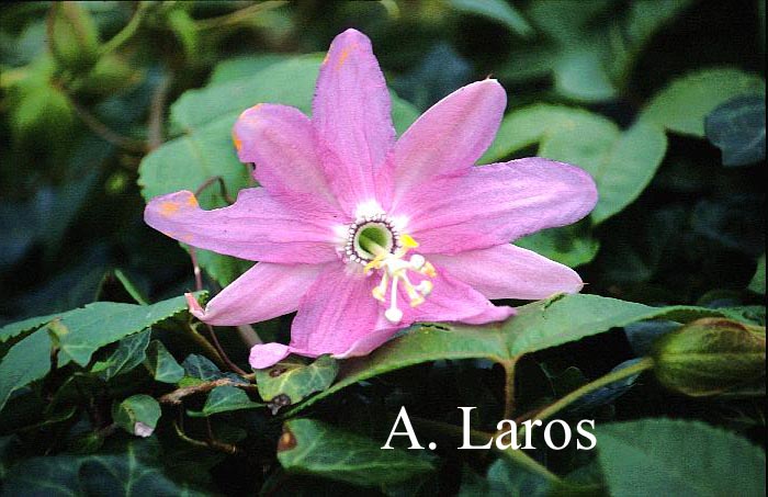 Passiflora 'Exoniensis'