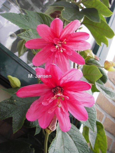 Passiflora 'Pink Passion'