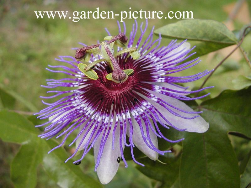 Passiflora 'Purple Haze' Passiflora 'Purple Haze'