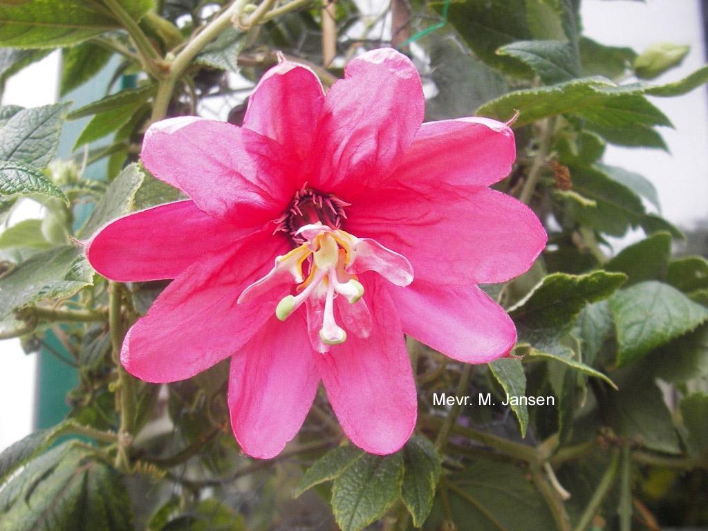 Passiflora 'Purple Passion'