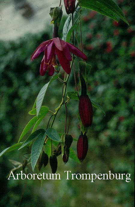 Passiflora antioquiensis Passiflora antioquiensis