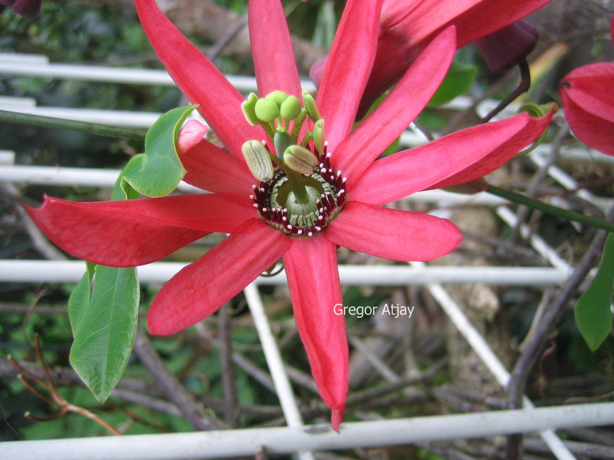 Passiflora racemosa