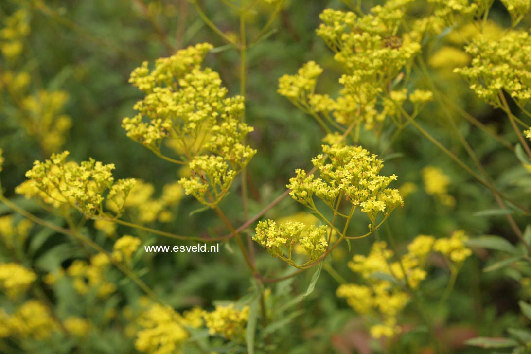 Patrinia scabiosifolia