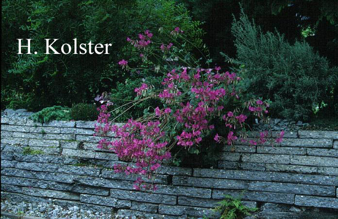 Pelargonium endlicherianum