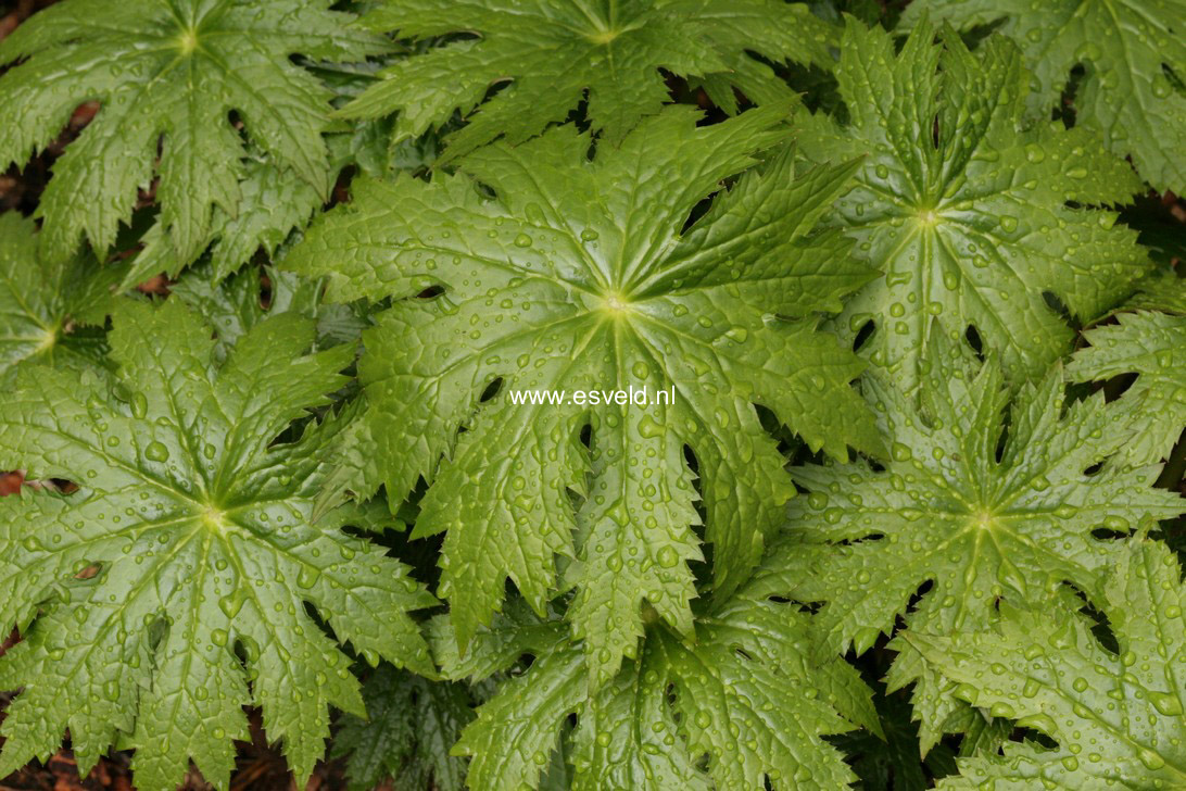 Peltoboykinia watanabei