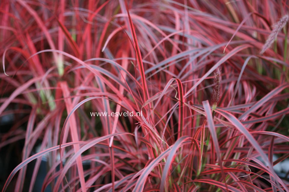 Pennisetum advena 'Fireworks'