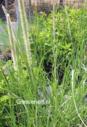 Pennisetum macrourum (81685)