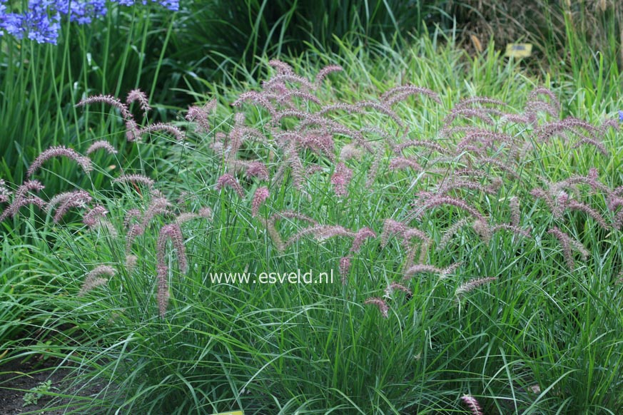 Pennisetum orientale 'Karley Rose'