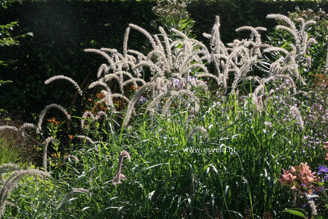 Pennisetum orientale 'Tall Tails'